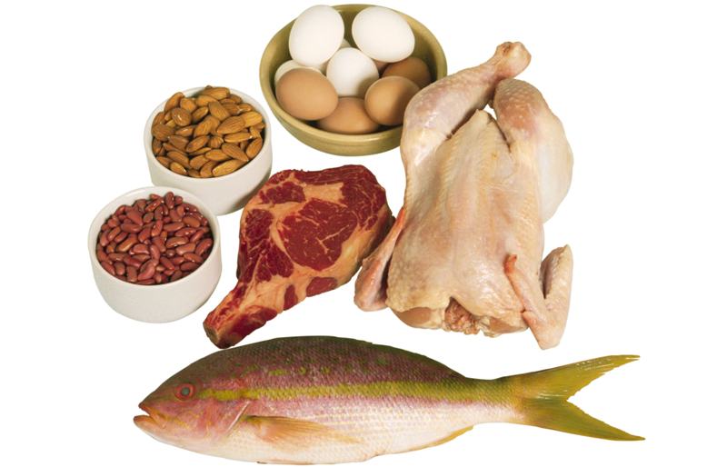 proteins muscle 2