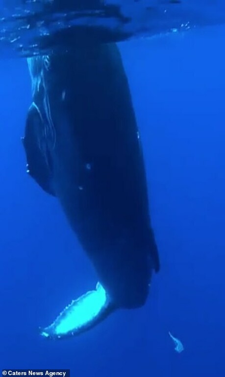 αγωγό νερού φάλαινας