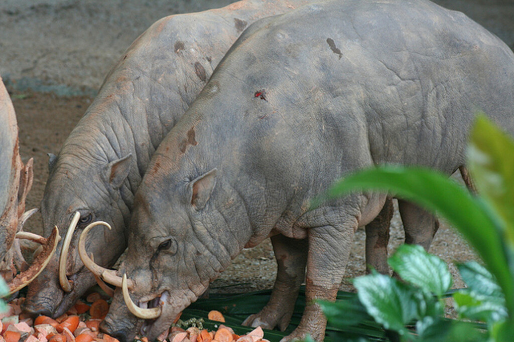 Babirusa Τα ζώα με τα πιο κοφτερά δόντια στον πλανήτη