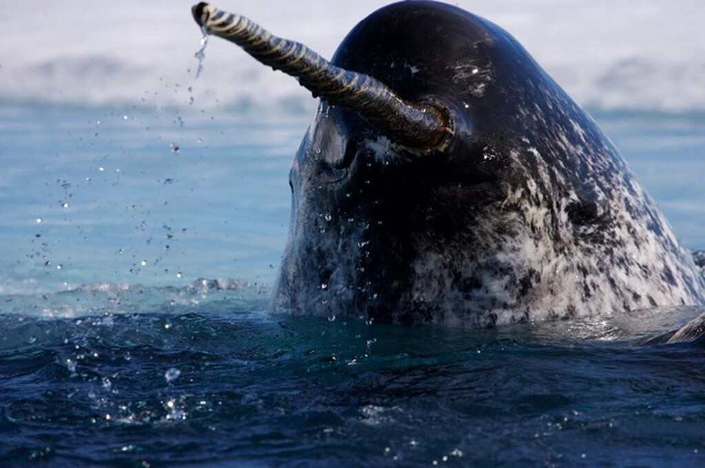 Narwhal Τα ζώα με τα πιο κοφτερά δόντια στον πλανήτη