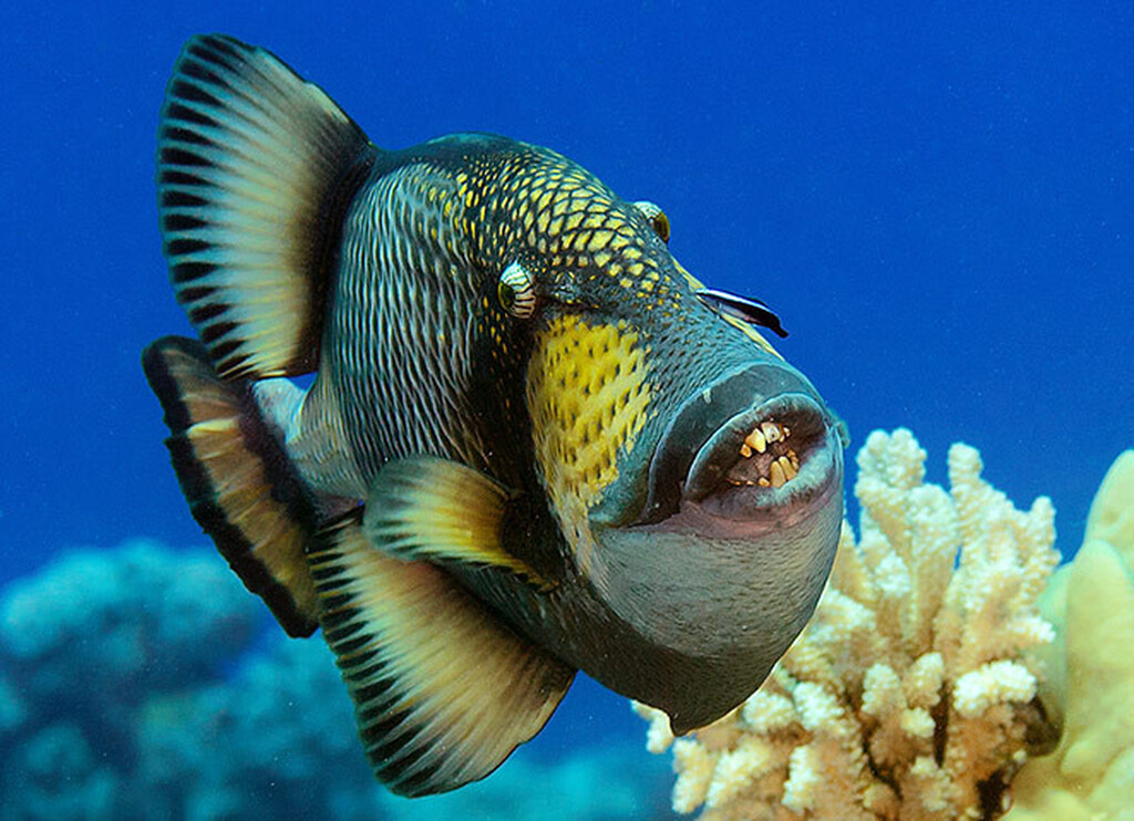 Titan Triggerfish Τα ζώα με τα πιο κοφτερά δόντια στον πλανήτη