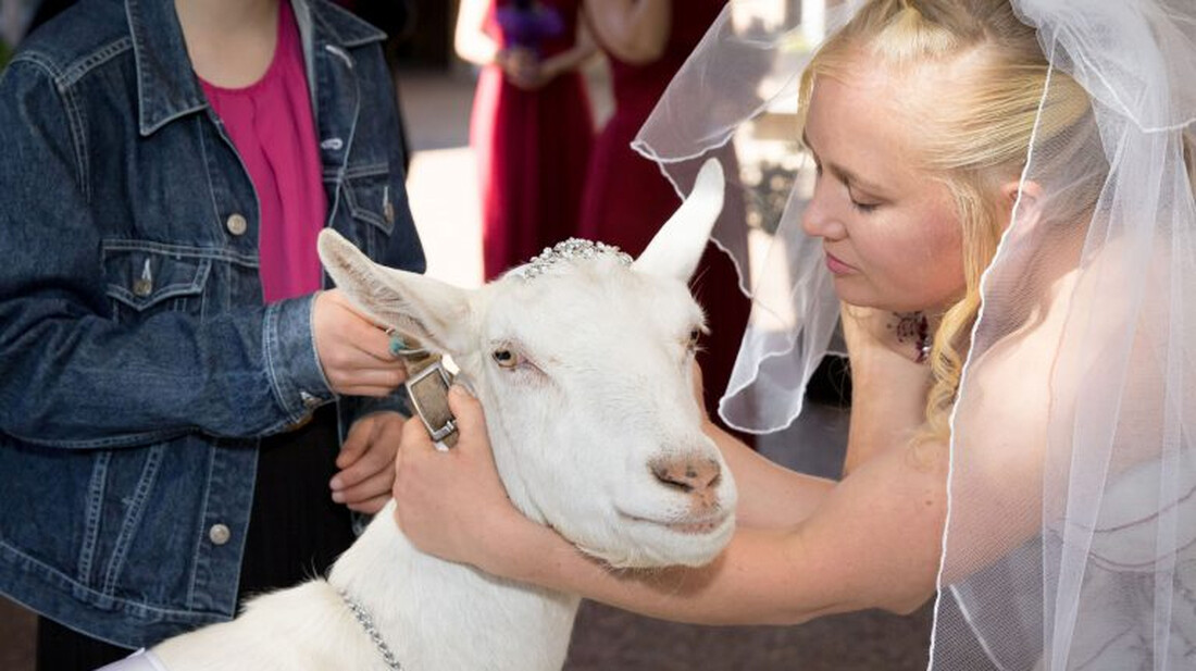 To ÎµÎ¯Î´Î±Î¼Îµ ÎºÎ±Î¹ Î±ÏÏÏ: Î¶ÎµÏÎ³Î¬ÏÎ¹ Î­ÎºÎ±Î½Îµ ÎºÎ¿ÏÎ¼ÏÎ¬ÏÎ¿ Î¼Î¯Î± ÎºÎ±ÏÏÎ¯ÎºÎ±